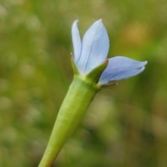 Wahlenbergia multicaulis (Tadgell's Bluebell) at Dunlop Grasslands - 28 Oct 2020 by tpreston