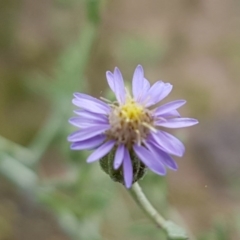 Vittadinia cuneata var. cuneata at Fraser, ACT - 28 Oct 2020