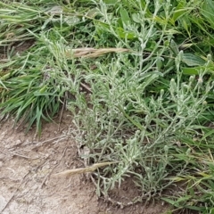 Vittadinia cuneata var. cuneata at Fraser, ACT - 28 Oct 2020