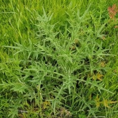 Cirsium vulgare (Spear Thistle) at Dunlop Grasslands - 28 Oct 2020 by trevorpreston