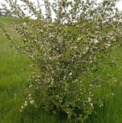 Crataegus monogyna (Hawthorn) at Dunlop Grasslands - 28 Oct 2020 by trevorpreston