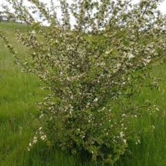 Crataegus monogyna (Hawthorn) at Dunlop Grasslands - 28 Oct 2020 by tpreston