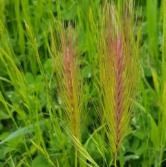 Hordeum leporinum (Barley Grass) at Dunlop Grasslands - 28 Oct 2020 by tpreston