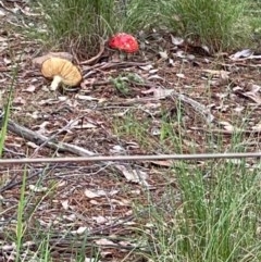 Amanita muscaria (Fly Agaric) at Carwoola, NSW - 27 Oct 2020 by SthTallagandaSurvey