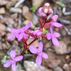 Stylidium sp. (Trigger Plant) at Carwoola, NSW - 27 Oct 2020 by SthTallagandaSurvey