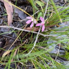 Caladenia carnea (Pink Fingers) at Wanna Wanna Nature Reserve - 27 Oct 2020 by SthTallagandaSurvey