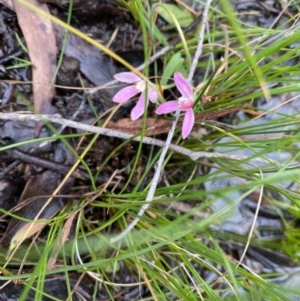 Caladenia carnea at Carwoola, NSW - suppressed