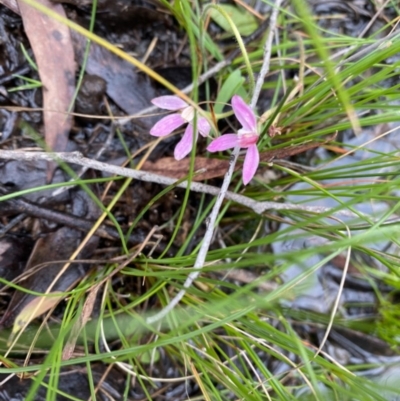 Caladenia carnea (Pink Fingers) at Carwoola, NSW - 27 Oct 2020 by SthTallagandaSurvey