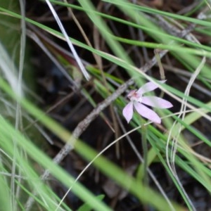 Caladenia carnea at Carwoola, NSW - 27 Oct 2020