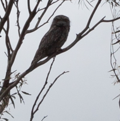 Podargus strigoides (Tawny Frogmouth) at Carwoola, NSW - 27 Oct 2020 by SthTallagandaSurvey