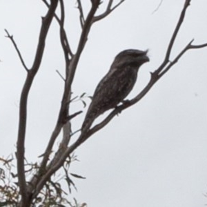 Podargus strigoides at Carwoola, NSW - suppressed