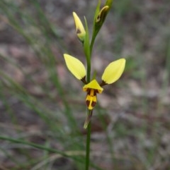 Diuris sulphurea (Tiger Orchid) at Wanna Wanna Nature Reserve - 27 Oct 2020 by SthTallagandaSurvey