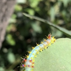 Opodiphthera eucalypti (Emperor Gum Moth) at Budgong, NSW - 28 Oct 2020 by Ry