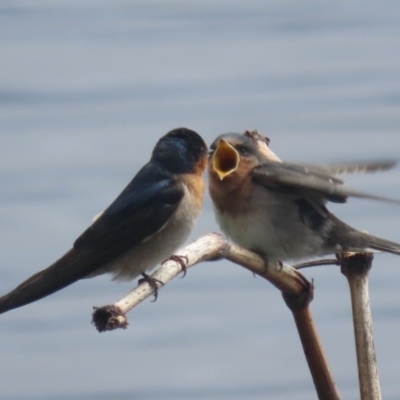 Hirundo neoxena (Welcome Swallow) at Fyshwick, ACT - 26 Oct 2020 by roymcd