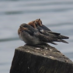 Hirundo neoxena at Fyshwick, ACT - 26 Oct 2020