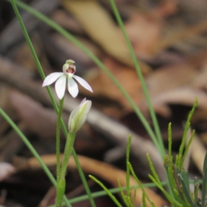 Caladenia carnea at Paddys River, ACT - suppressed