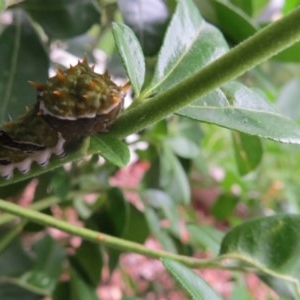 Papilio aegeus at Macarthur, ACT - 16 Feb 2016