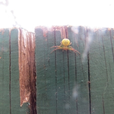 Lehtinelagia sp. (genus) (Flower Spider or Crab Spider) at Tidbinbilla Nature Reserve - 30 Sep 2017 by Liam.m
