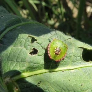 Nezara viridula at Macarthur, ACT - 24 Oct 2020