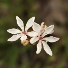 Burchardia umbellata (Milkmaids) at Kambah, ACT - 28 Oct 2020 by Sarah2019