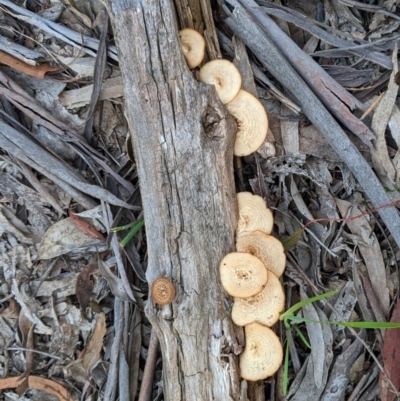 Lentinus arcularius (Fringed Polypore) at Hughes, ACT - 28 Oct 2020 by JackyF