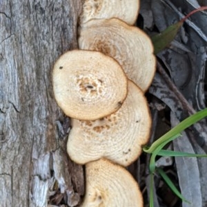 Lentinus arcularius at Hughes, ACT - 28 Oct 2020 06:45 PM