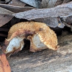 Lentinus arcularius at Hughes, ACT - 28 Oct 2020 06:45 PM