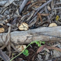 Lentinus arcularius at Hughes, ACT - 28 Oct 2020 06:45 PM