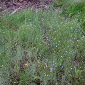 Wahlenbergia multicaulis at Deakin, ACT - 28 Oct 2020