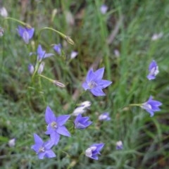 Wahlenbergia multicaulis at Deakin, ACT - 28 Oct 2020