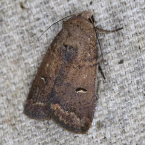 Proteuxoa hypochalchis at O'Connor, ACT - 14 Oct 2020 09:51 PM