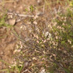 Cryptandra amara (Bitter Cryptandra) at Kambah, ACT - 28 Oct 2020 by Sarah2019