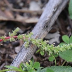 Crassula sieberiana at Hughes, ACT - 28 Oct 2020