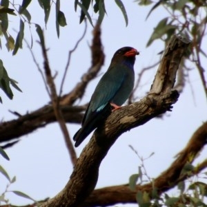 Eurystomus orientalis at Hughes, ACT - 28 Oct 2020