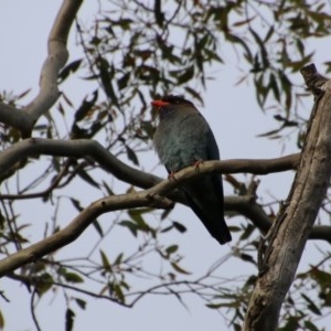 Eurystomus orientalis at Hughes, ACT - 28 Oct 2020