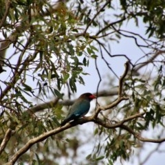 Eurystomus orientalis at Hughes, ACT - 28 Oct 2020