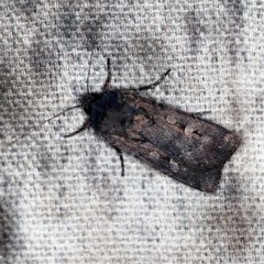 Agrotis infusa (Bogong Moth, Common Cutworm) at O'Connor, ACT - 18 Oct 2020 by ibaird