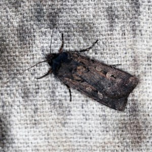 Agrotis infusa at O'Connor, ACT - 18 Oct 2020 10:06 PM