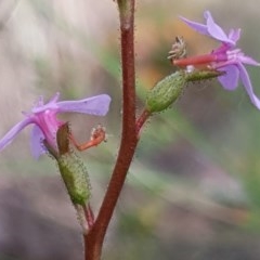 Stylidium graminifolium (Grass Triggerplant) at Mount Painter - 15 Oct 2020 by drakes