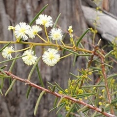 Acacia genistifolia (Early Wattle) at Cook, ACT - 2 Sep 2020 by drakes