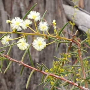 Acacia genistifolia at Cook, ACT - 3 Sep 2020 08:55 AM