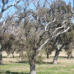 Eucalyptus blakelyi (Blakely's Red Gum) at Gordon, ACT - 14 Sep 2020 by MichaelBedingfield