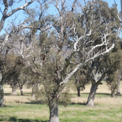 Eucalyptus blakelyi (Blakely's Red Gum) at Gordon, ACT - 14 Sep 2020 by michaelb