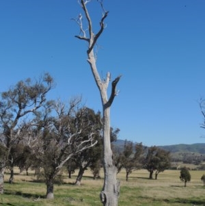 Eucalyptus sp. (dead tree) at Gordon, ACT - 14 Sep 2020