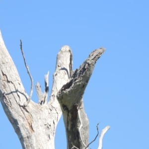 Eucalyptus sp. (dead tree) at Gordon, ACT - 14 Sep 2020