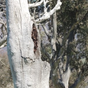 Eucalyptus sp. (dead tree) at Gordon, ACT - 14 Sep 2020