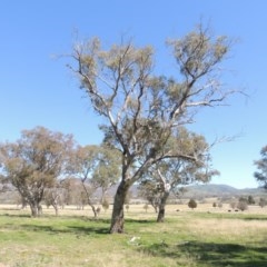 Eucalyptus blakelyi (Blakely's Red Gum) at Gordon, ACT - 14 Sep 2020 by MichaelBedingfield