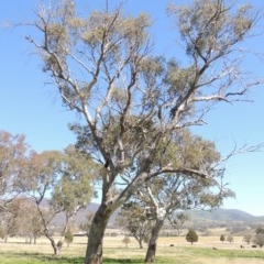 Eucalyptus blakelyi at Tharwa, ACT - 14 Sep 2020 01:21 PM