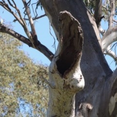 Eucalyptus blakelyi at Tharwa, ACT - 14 Sep 2020 01:21 PM