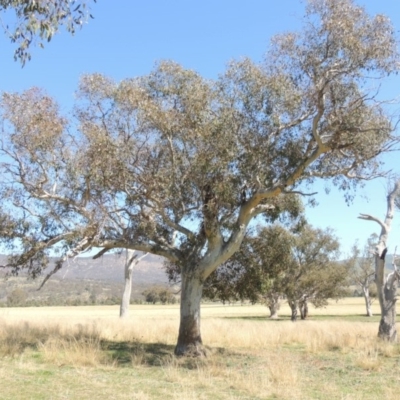 Eucalyptus blakelyi (Blakely's Red Gum) at Gordon, ACT - 14 Sep 2020 by MichaelBedingfield
